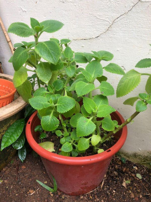 Narumanam Ajwain Plant(Hybrid, Pack of 1)