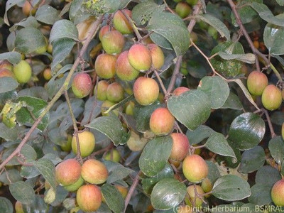 Aquinnah Ber Apple Plant(Hybrid, Pack of 1)