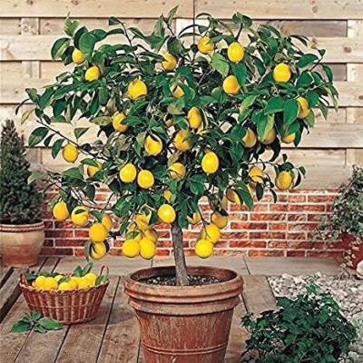 greenhousestore Lemon Plant(Hybrid, Pack of 1)