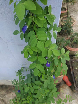 NurseryFriends Aparajita/ Butterfly Pea Plant(Hybrid, Pack of 1)