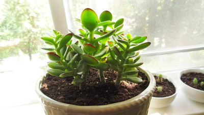 Yashiv Jade Plant(Hybrid, Pack of 1)