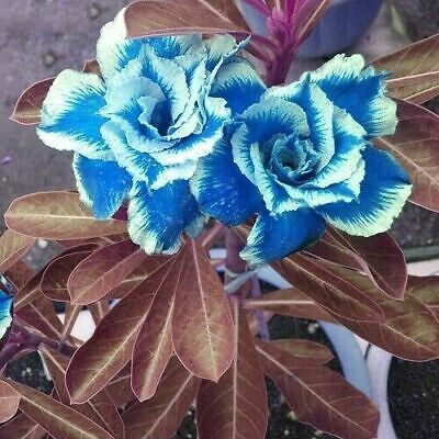 Bakuchi Adenium Plant(Hybrid, Pack of 1)