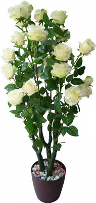 LeafLinkPlants Rose Plant(Hybrid, Pack of 1)