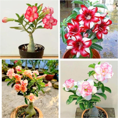 Bakuchi Adenium Plant(Hybrid, Pack of 1)