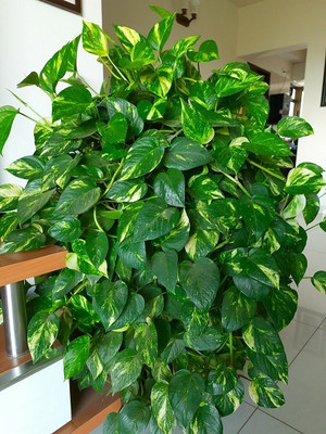 Aquinnah Money Plant(Hybrid, Pack of 1)