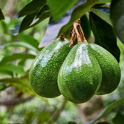 Bakuchi Avocado Plant(Hybrid, Pack of 1)