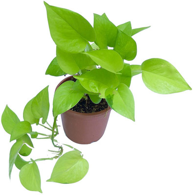 Aquinnah Money Plant(Hybrid, Pack of 1)