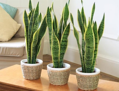 NurseryFriends Snake Plant(Hybrid, Pack of 1)