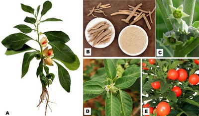 the green dotcom Ashwagandha/Indian Ginseng(Hybrid, Pack of 1)