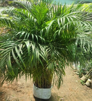 Zomoloco Areca Palm(Hybrid, Pack of 1)