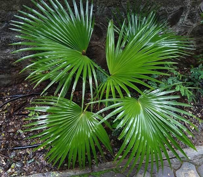 Bakuchi China Palm Plant(Hybrid, Pack of 1)