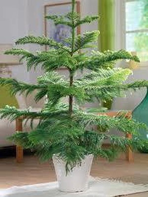 APOSOLUARD Christmas Tree Plant(Hybrid, Pack of 1)