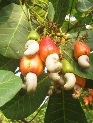 rimi Cashew Apple Plant(Hybrid, Pack of 1)