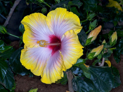 ROYSTORES Hibiscus Plant(Hybrid, Pack of 1)
