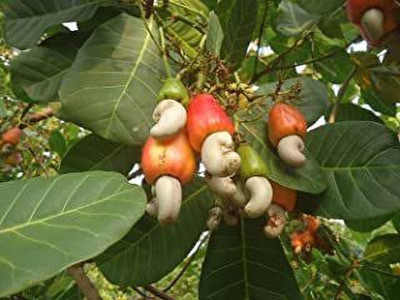 Bakuchi Cashew Apple Plant(Hybrid, Pack of 1)