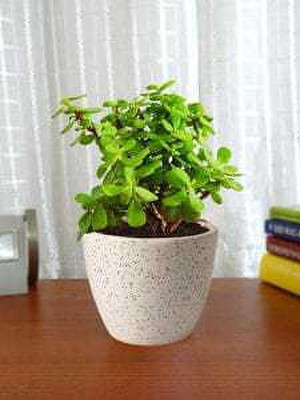 Cloud Farm Jade Plant(Hybrid, Pack of 1)