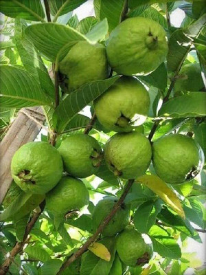 InGreen Guava Plant(Hybrid, Pack of 1)