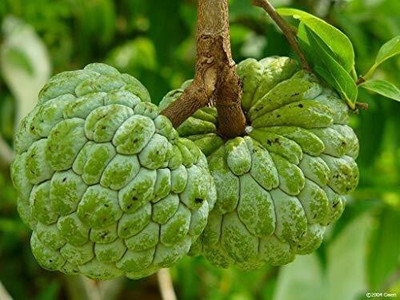 LeafLinkPlants Custard Apple Plant(Hybrid, Pack of 1)