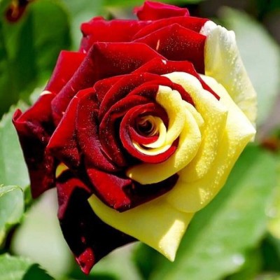 The Entacloo Rose Plant(Hybrid, Pack of 1)