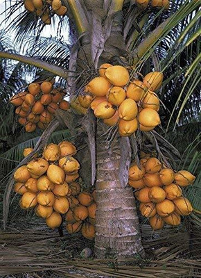 NurseryFriends Coconut Plant(Hybrid, Pack of 1)