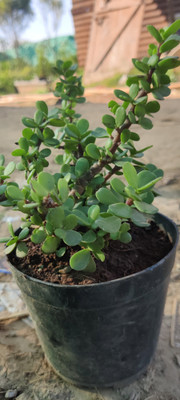 MiracleGarden Jade Plant(Hybrid, Pack of 1)