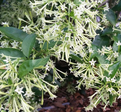 Cloud Farm Night Bloom Jasmine Plant(Hybrid, Pack of 1)