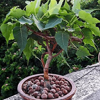 Platone Ficus Plant(Hybrid, Pack of 1)