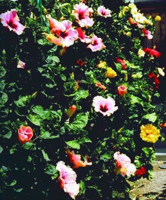 Bakuchi Hibiscus Plant(Hybrid, Pack of 1)