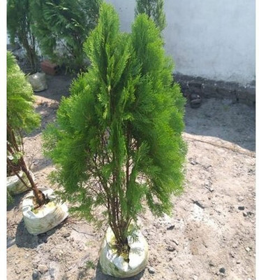 Agacha Christmas Tree Plant(Hybrid, Pack of 1)