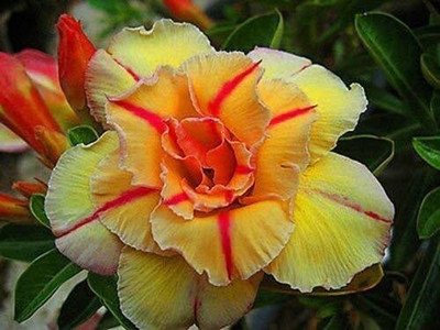 FUEGOASIS Adenium Plant(Hybrid, Pack of 1)