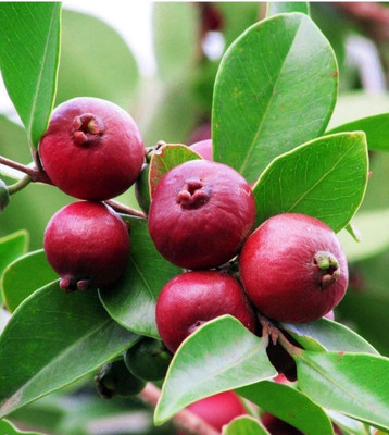 Corofitam Guava Plant(Hybrid, Pack of 1)