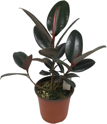greenhousestore Rubber Tree(Hybrid, Pack of 1)