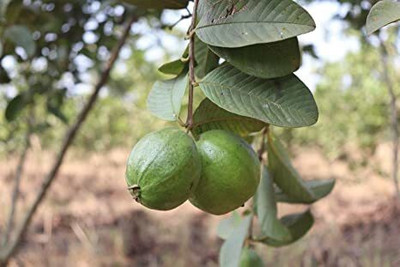 Bakuchi Guava Plant(Hybrid, Pack of 1)
