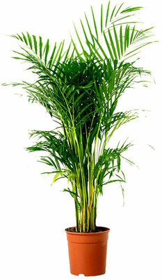 The Entacloo Areca Plam(Hybrid, Pack of 1)
