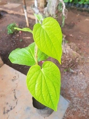 AFARTIOBINA Betel Leaf Plant(Hybrid, Pack of 1)