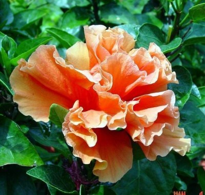 BALUBITA Hibiscus Plant(Hybrid, Pack of 1)