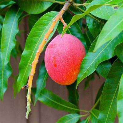 Thai grafted mango Mango Plant(Hybrid, Pack of 1)