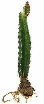 rimi Dragon Tree(Hybrid, Pack of 1)