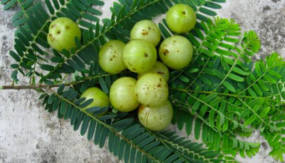 Platone Amla Plant(Hybrid, Pack of 1)
