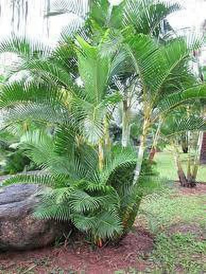 Zomoloco Areca Palm(Hybrid, Pack of 1)