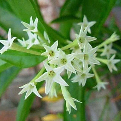 KUMUBON Night Bloom Jasmine Plant(Hybrid, Pack of 1)