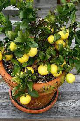 MAITRA AND SONS Lemon Plant(Hybrid, Pack of 1)
