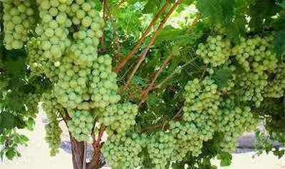 Bakuchi Grapes Plant(Hybrid, Pack of 1)