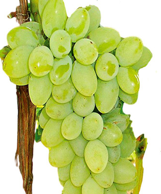 Cloud Farm Grape Plant(Hybrid, Pack of 1)