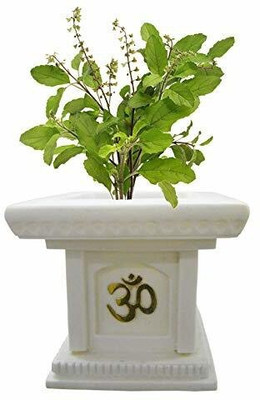 MAITRA AND SONS Tulsi Plant(Hybrid, Pack of 1)