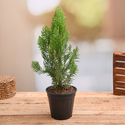 Subhadra Platycladus/Morpankhi Plant(Pack of 1)