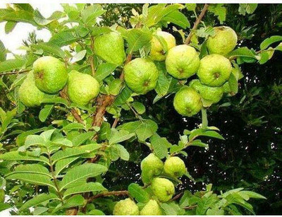 Agacha Guava Plant(Hybrid, Pack of 1)
