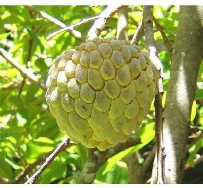 Corofitam Custard Apple Plant(Hybrid, Pack of 1)