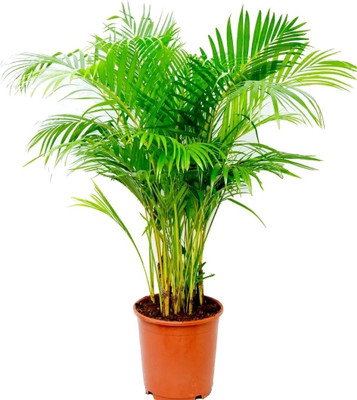 Bakuchi Areca Plam(Hybrid, Pack of 1)