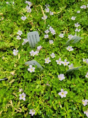 Earth Angels Bacopa Monnieri(Hybrid, Pack of 1)